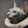 image1525.png