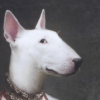 imageab62.png