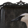 imaged07d.png